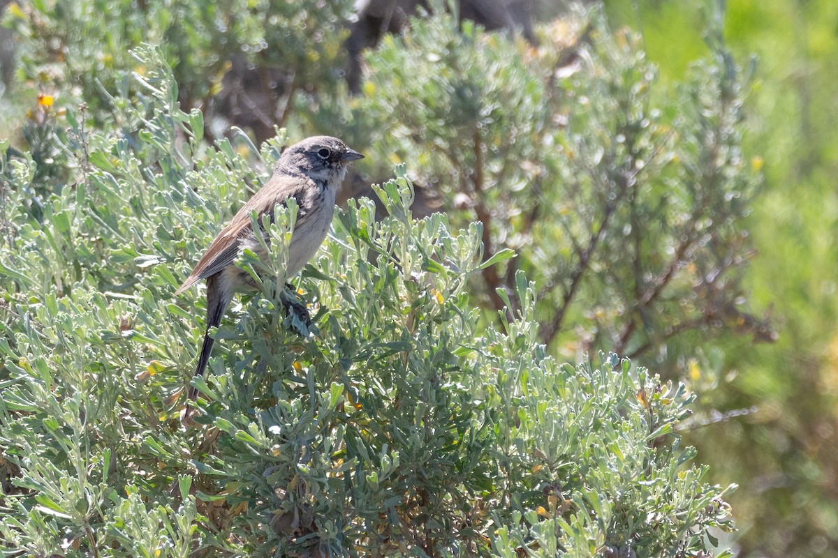 Sagebrush Sparrow - ML642299175