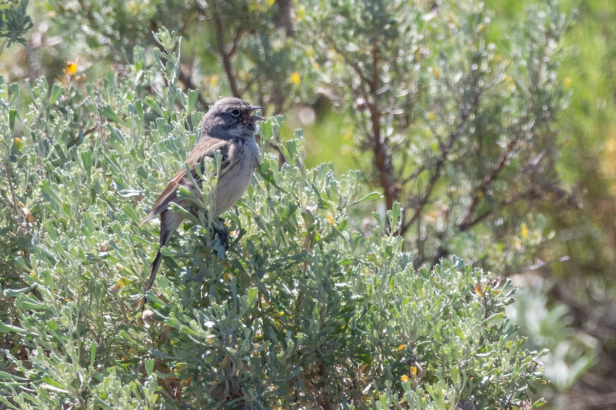 Sagebrush Sparrow - ML642299176