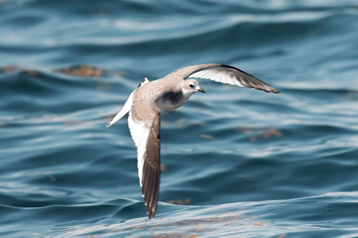 Sabine's Gull - ML642299178