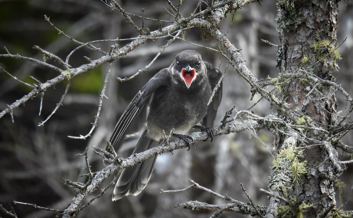 Canada Jay - ML642299207