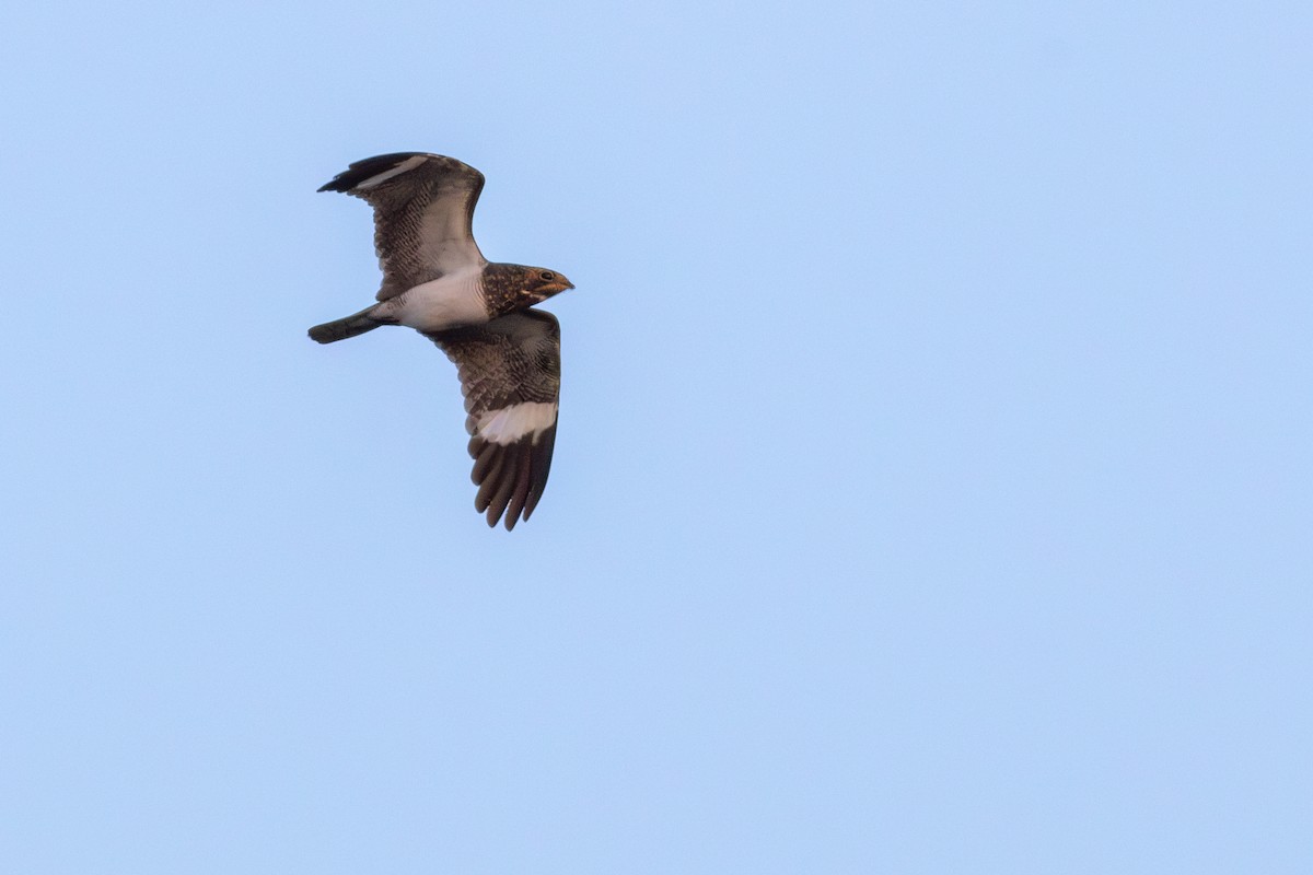 Nacunda Nighthawk - ML642299229
