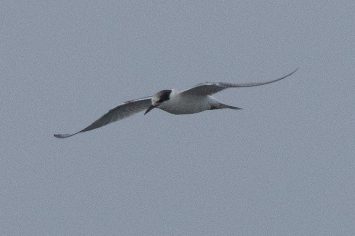 Forster's Tern - ML642299261