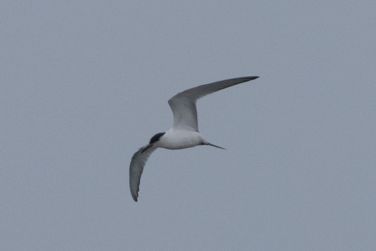 Forster's Tern - ML642299270