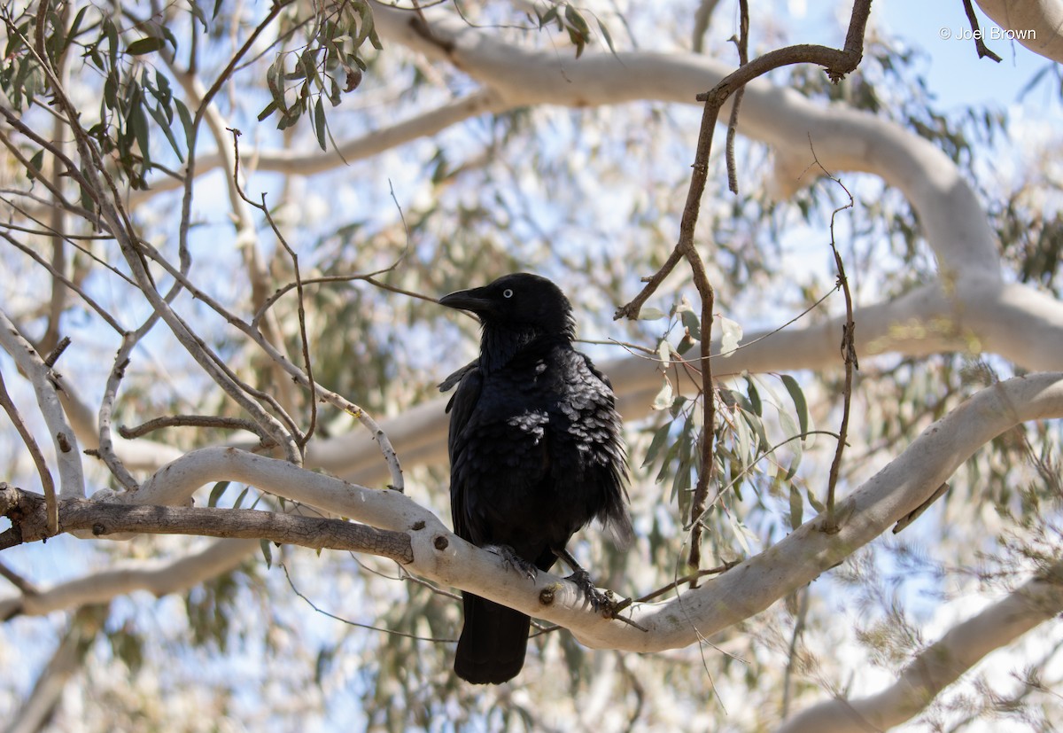 Corbeau d'Australie - ML642299271