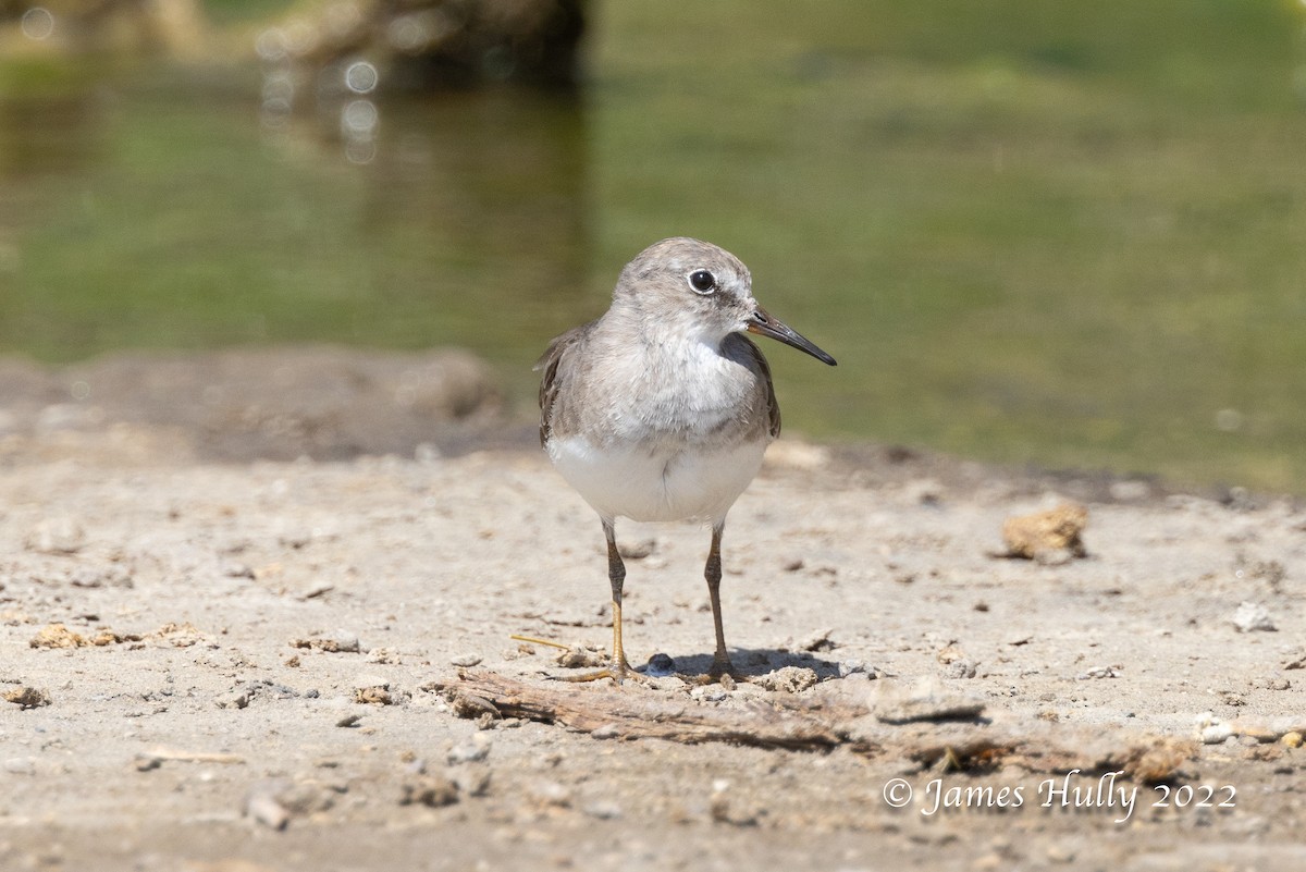 Temminck's Stint - ML642299294