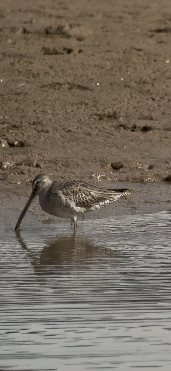 Long-billed Dowitcher - ML642299297