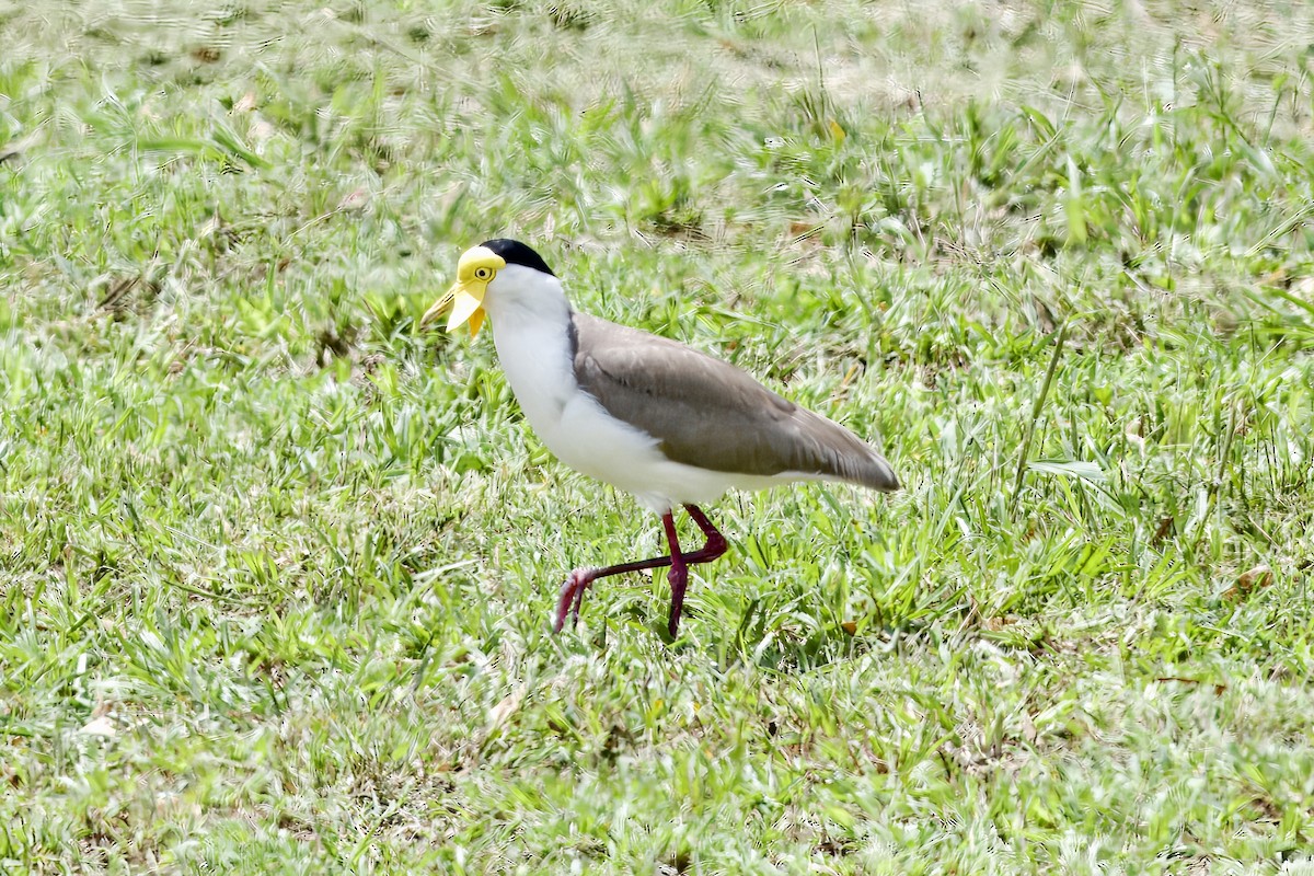 Masked Lapwing - ML642299298