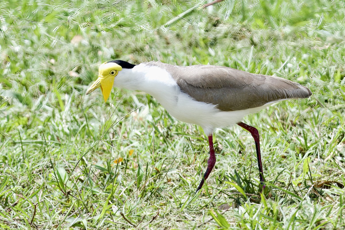 Masked Lapwing - ML642299306