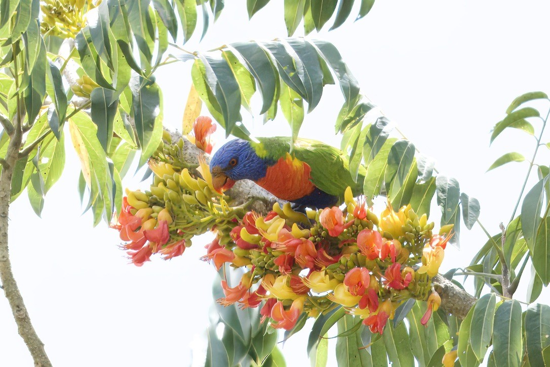 Rainbow Lorikeet - ML642299312