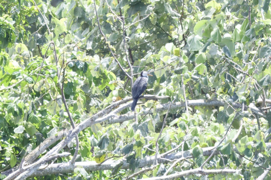 Little Pied Cormorant - ML642299317