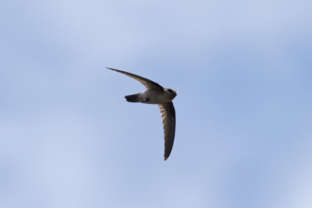 Australian Swiftlet - ML642299323