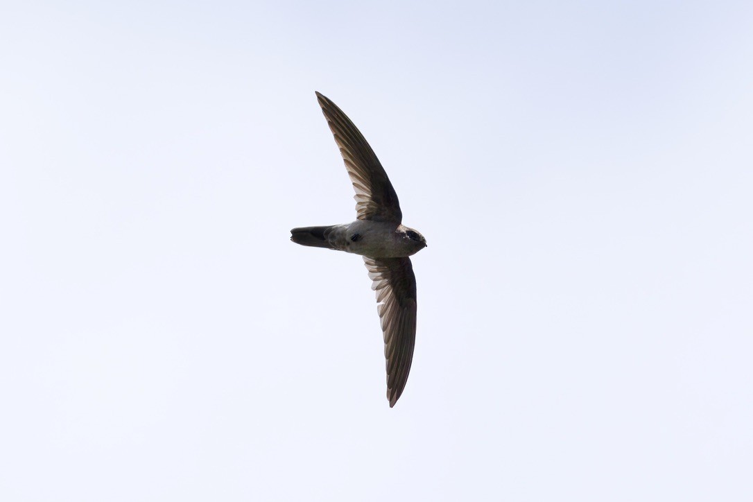 Australian Swiftlet - ML642299324