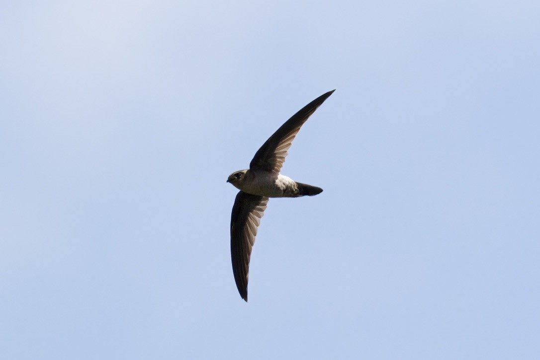 Australian Swiftlet - ML642299325