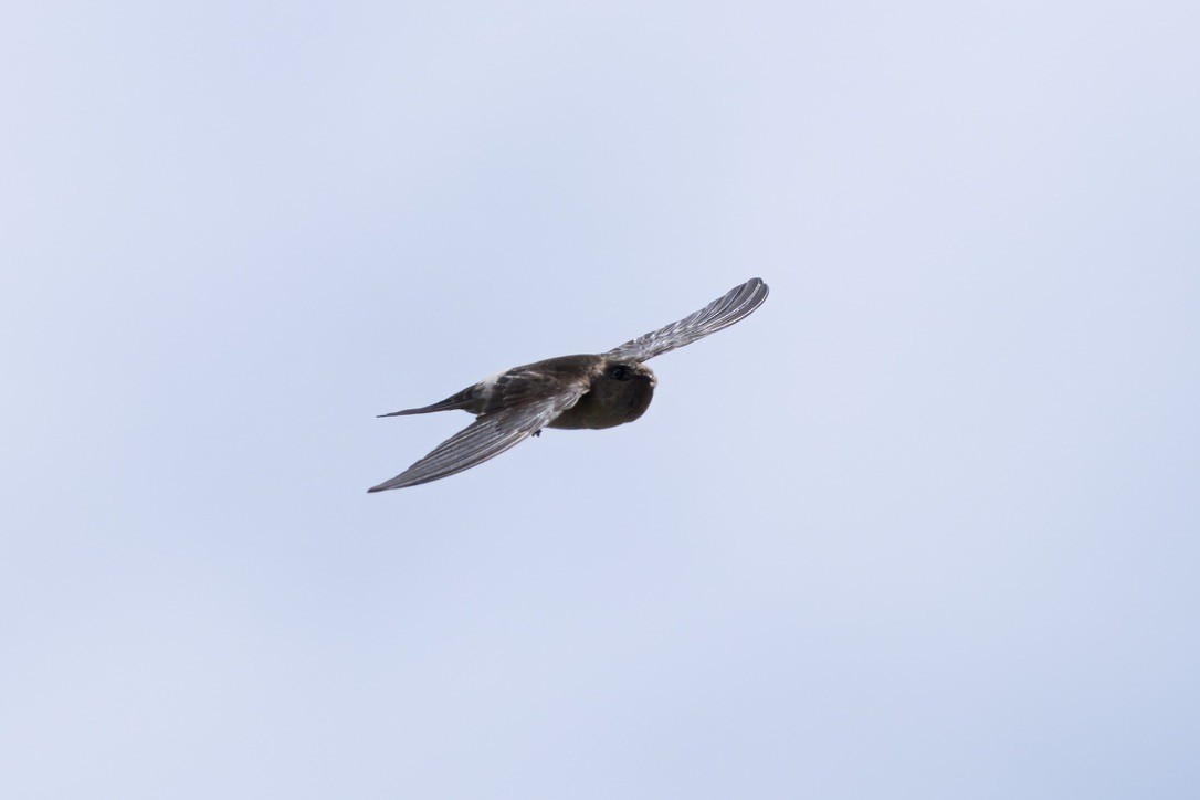 Australian Swiftlet - ML642299326