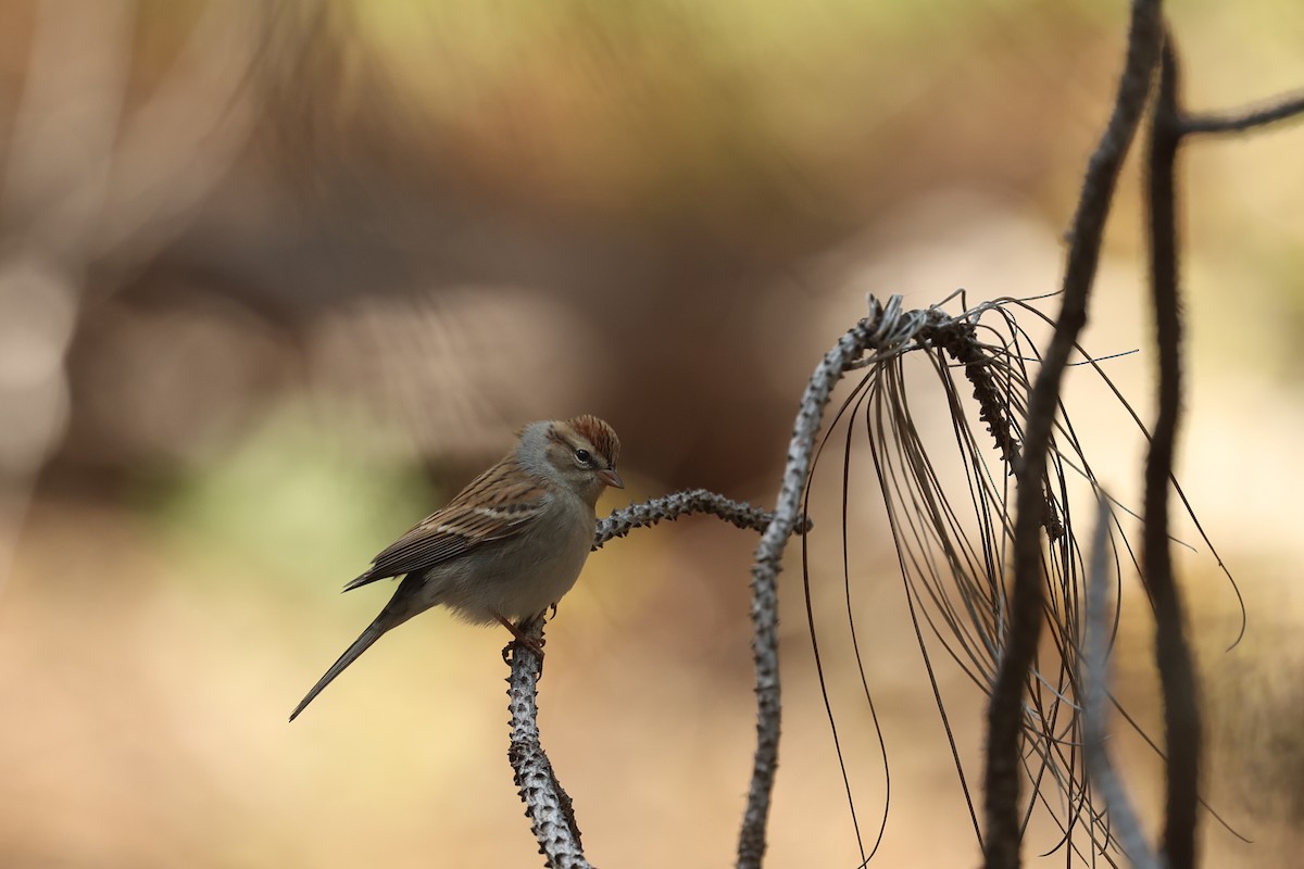 Chipping Sparrow - ML642299330