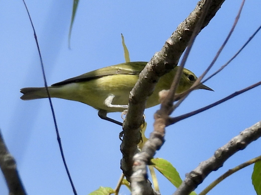 Tennessee Warbler - ML642299337