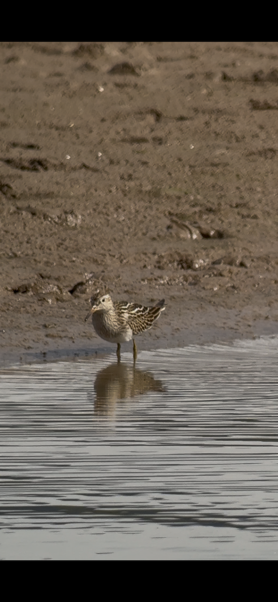 Pectoral Sandpiper - ML642299340