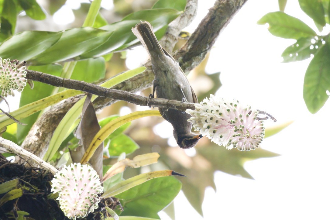 Bridled Honeyeater - ML642299341