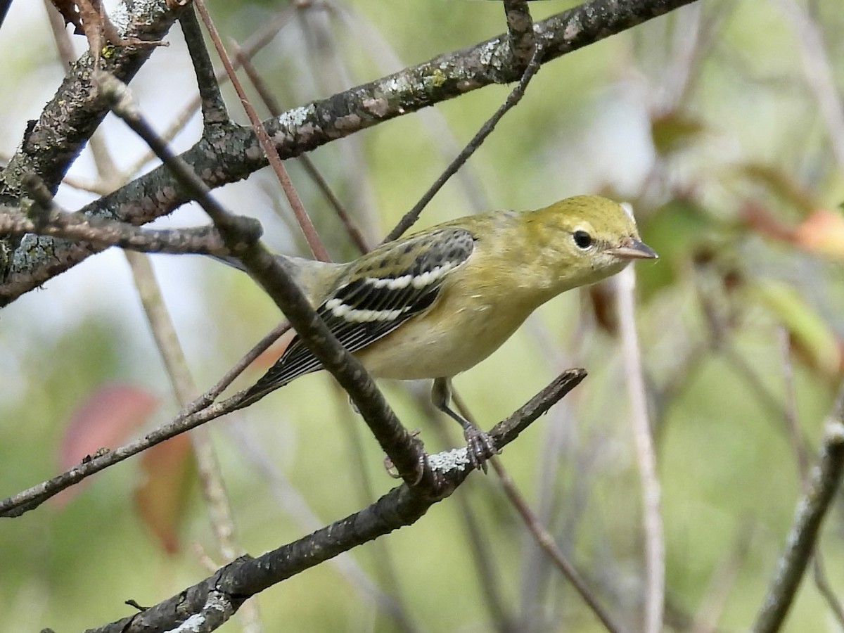 Bay-breasted Warbler - ML642299342