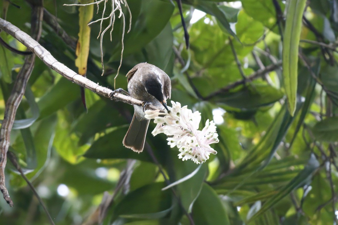 Bridled Honeyeater - ML642299344