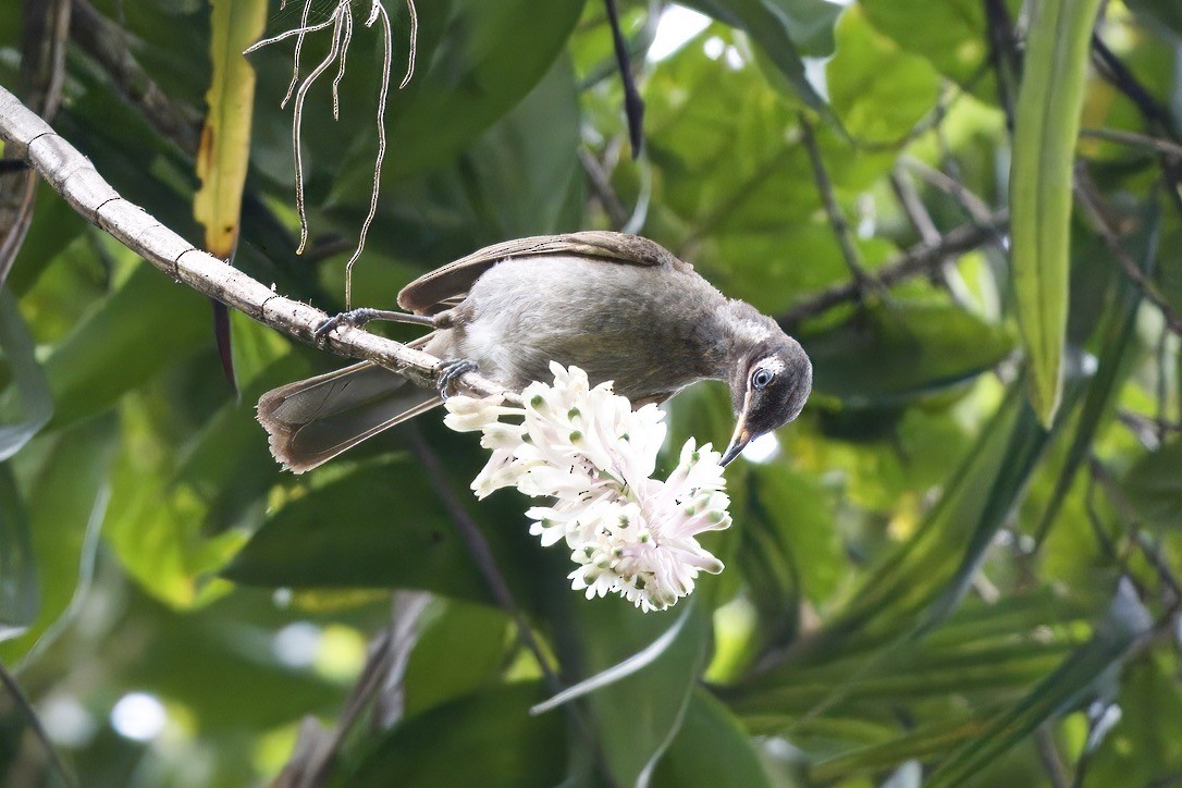 Bridled Honeyeater - ML642299345