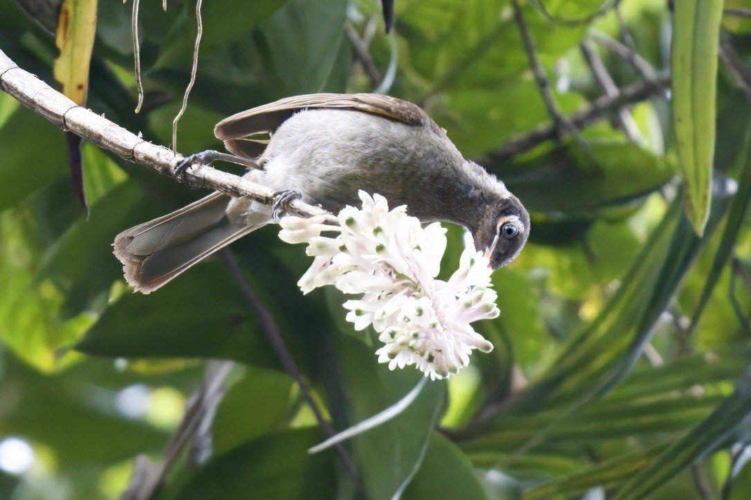 Bridled Honeyeater - ML642299346