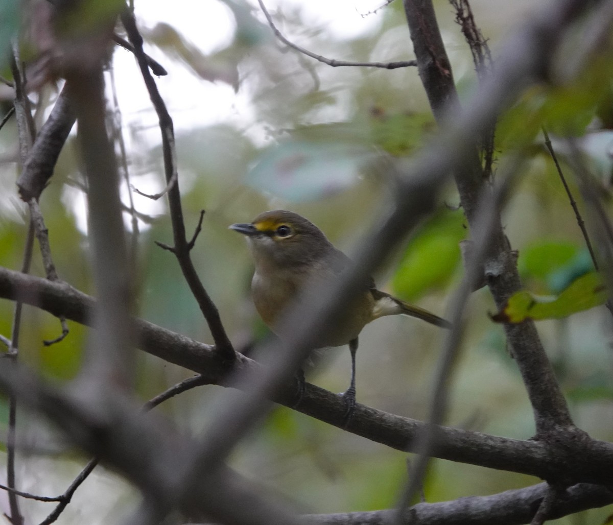 White-eyed Vireo - ML642299352