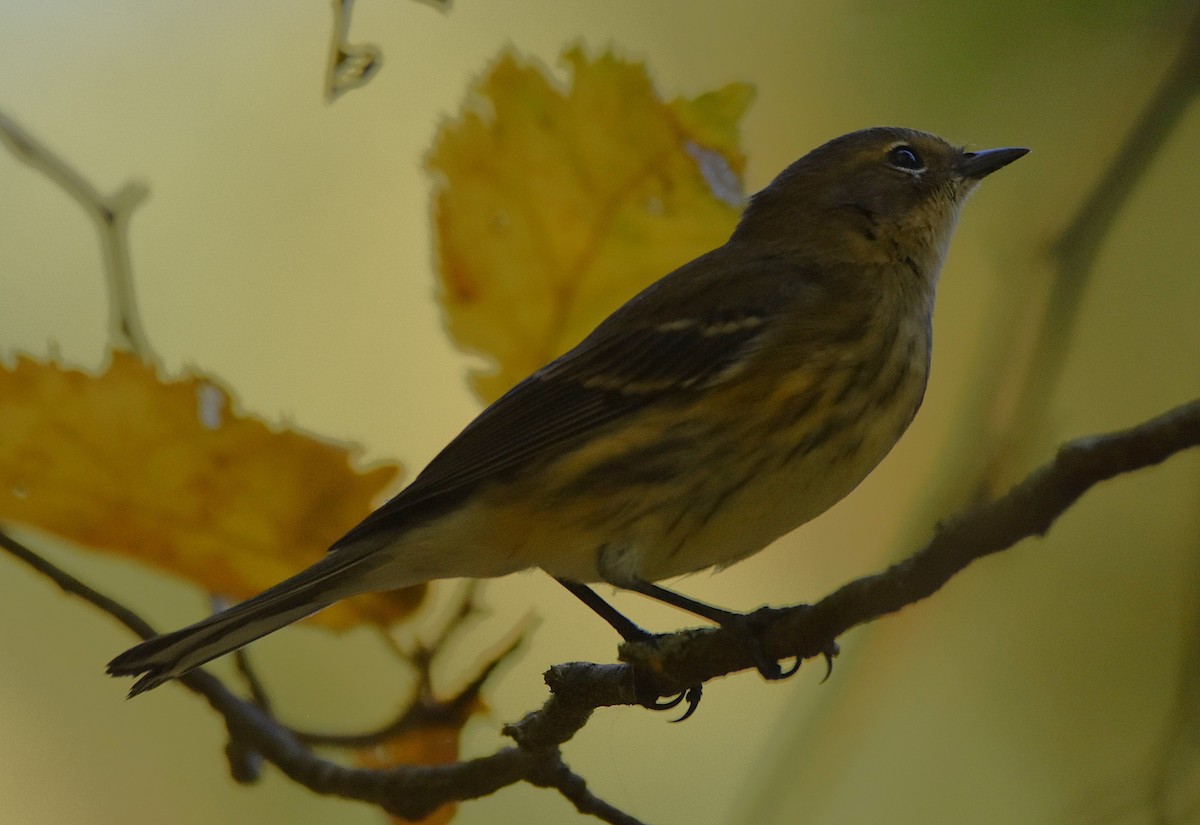 Yellow-rumped Warbler (Myrtle) - ML642299353