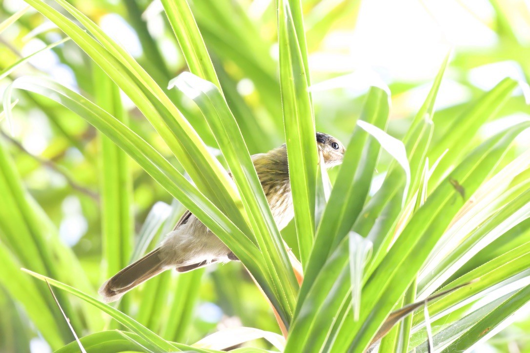 Macleay's Honeyeater - ML642299356