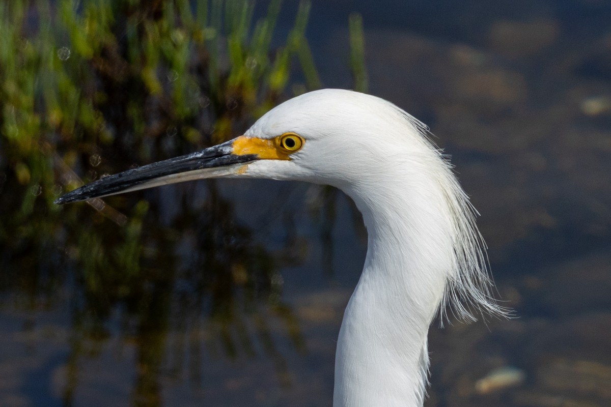 Snowy Egret - ML642299358
