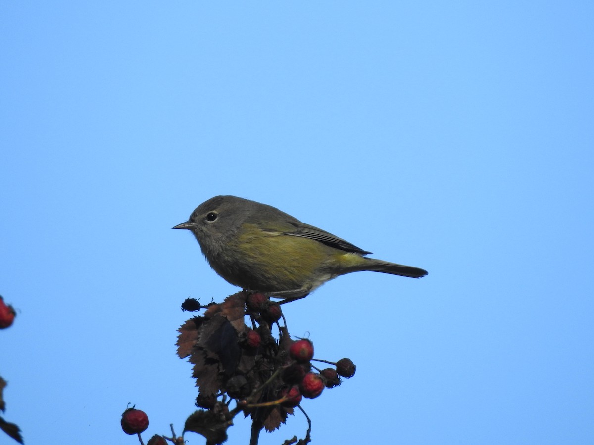 Orange-crowned Warbler - ML642299359