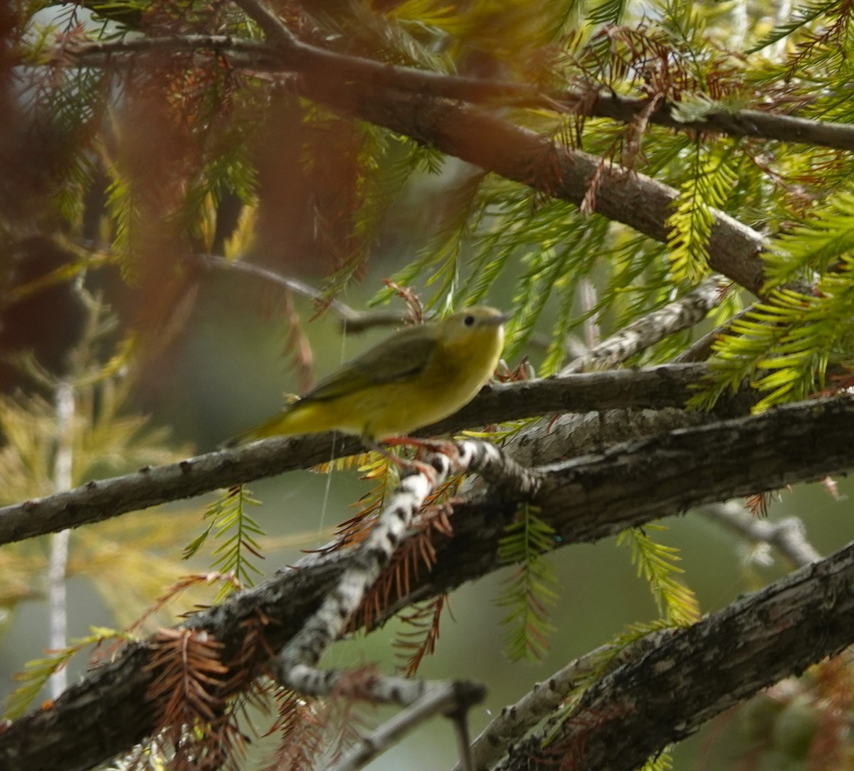 Yellow Warbler - ML642299363