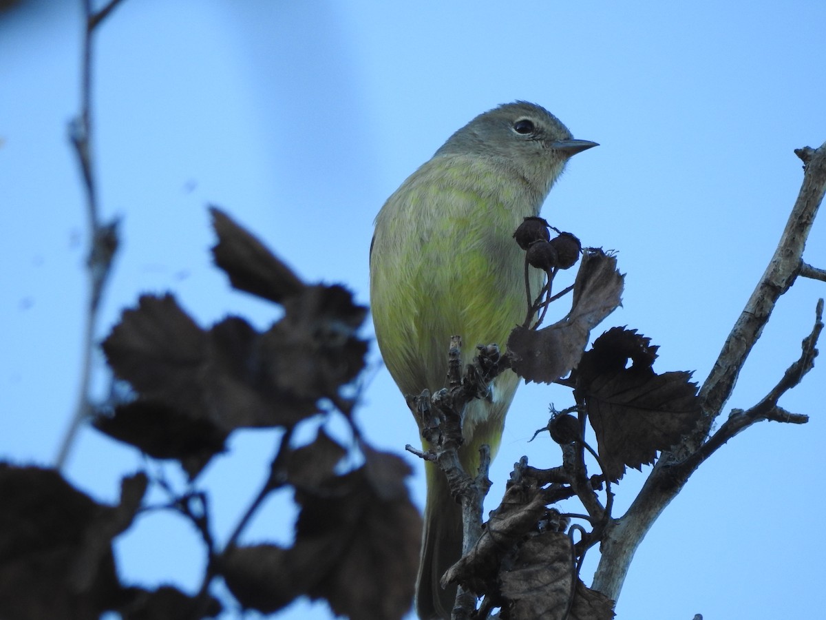 Orange-crowned Warbler - ML642299365