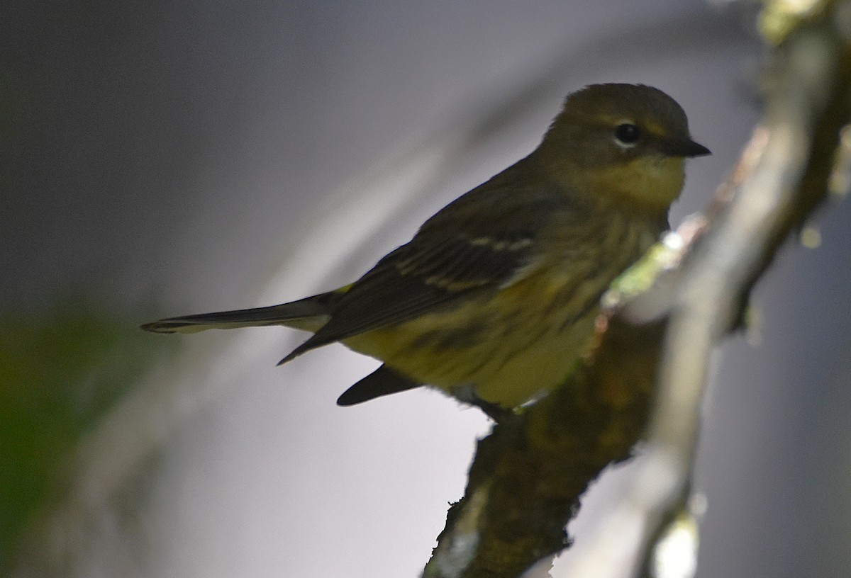 Yellow-rumped Warbler (Myrtle) - ML642299366