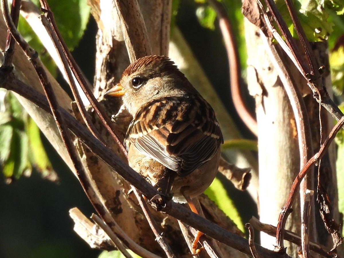 White-crowned Sparrow - ML642299367