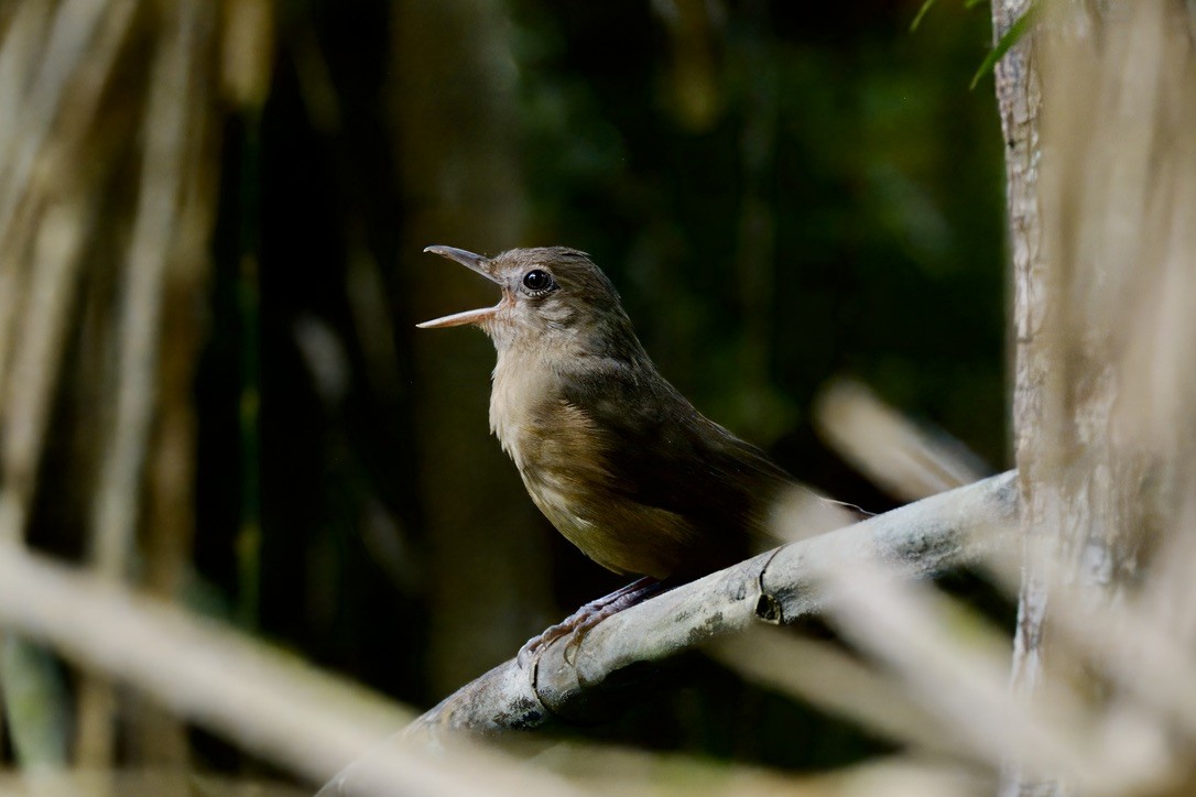 Rufous Shrikethrush - ML642299368