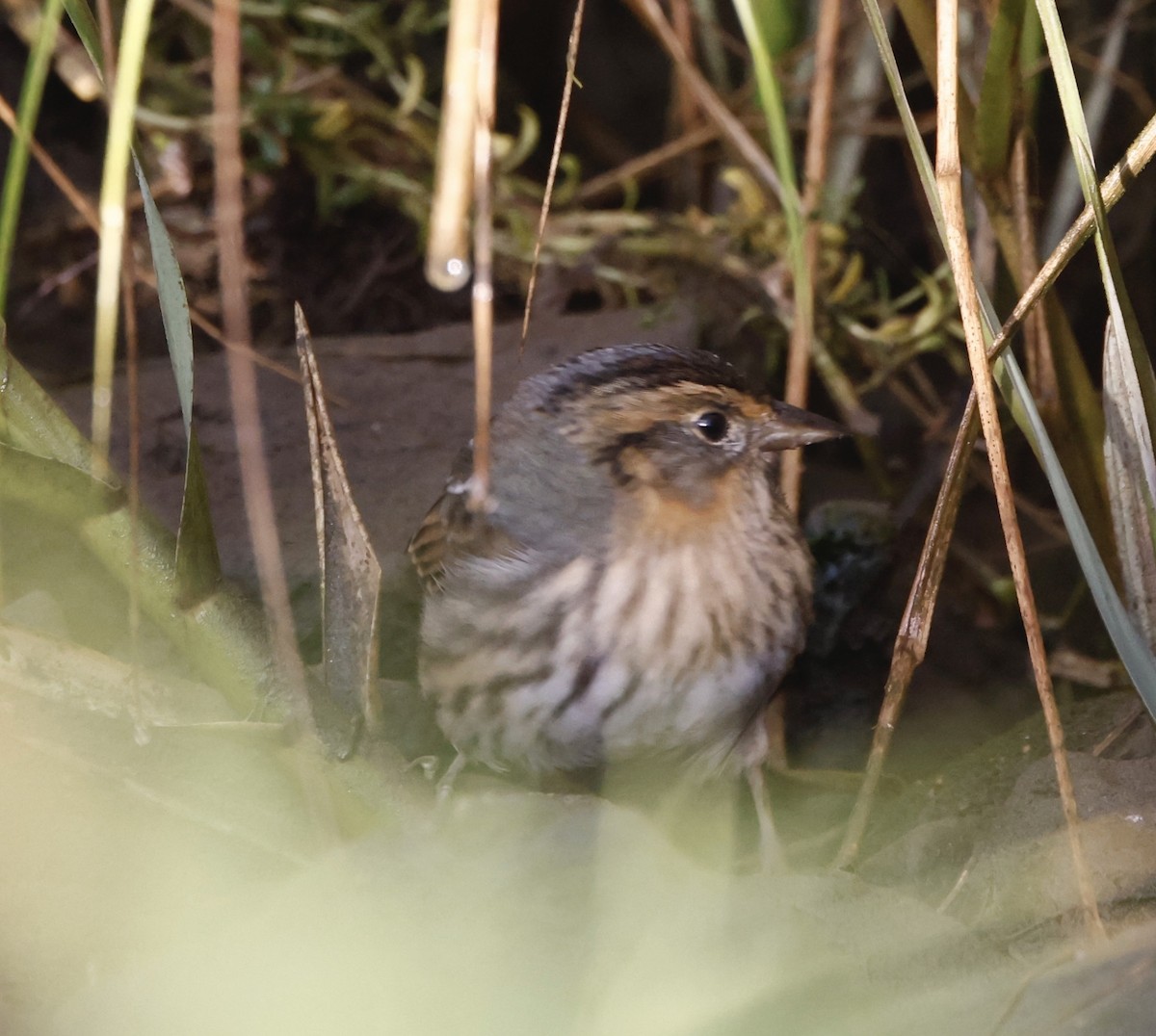 Saltmarsh Sparrow - ML642299369