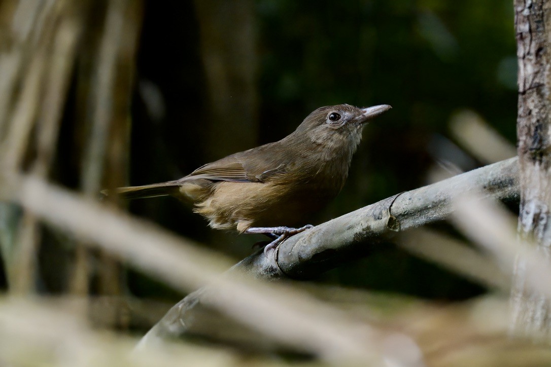 Rufous Shrikethrush - ML642299371