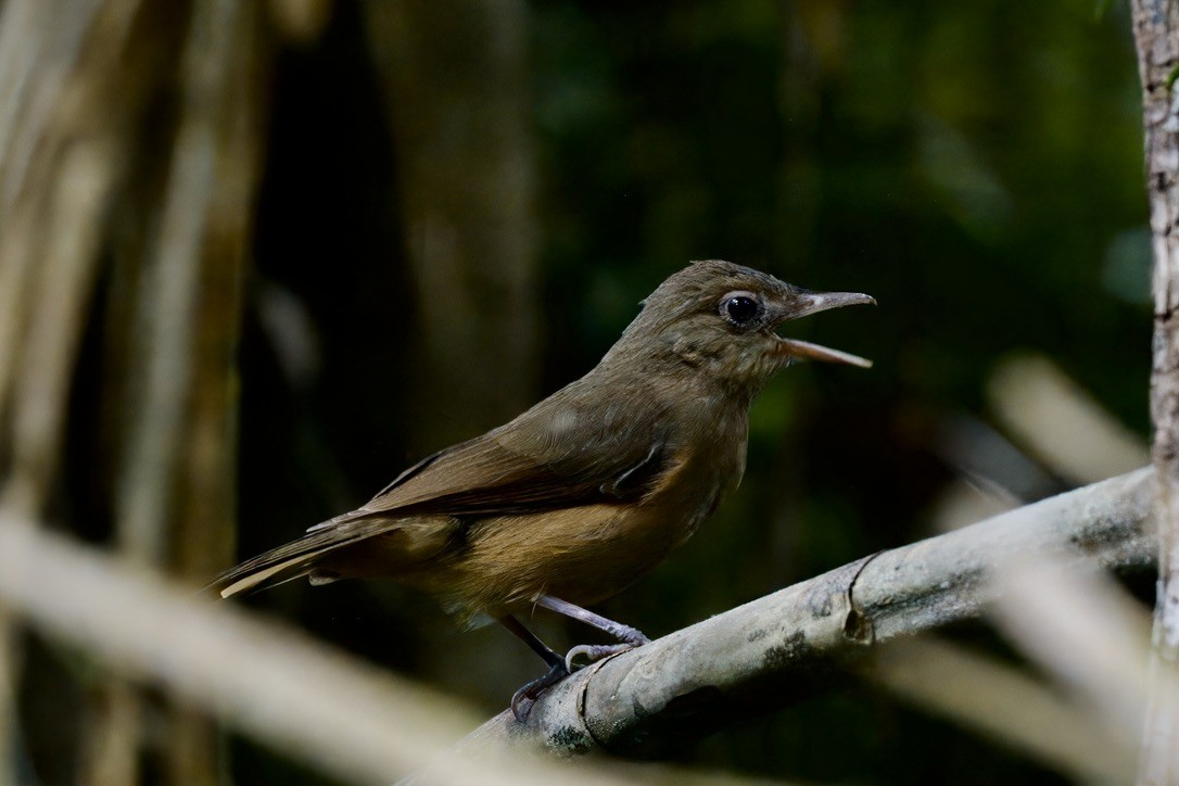 Rufous Shrikethrush - ML642299373