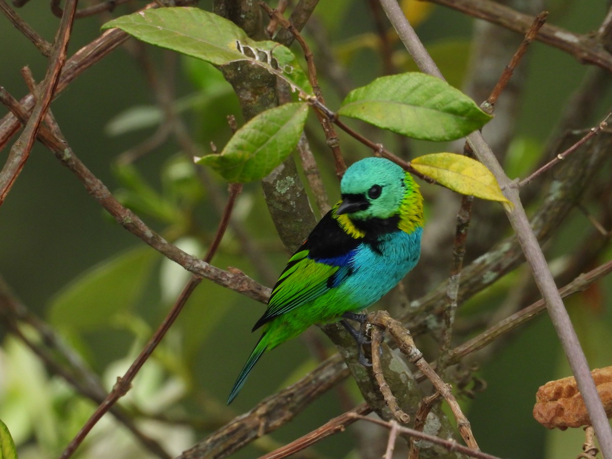 Green-headed Tanager - ML642299374