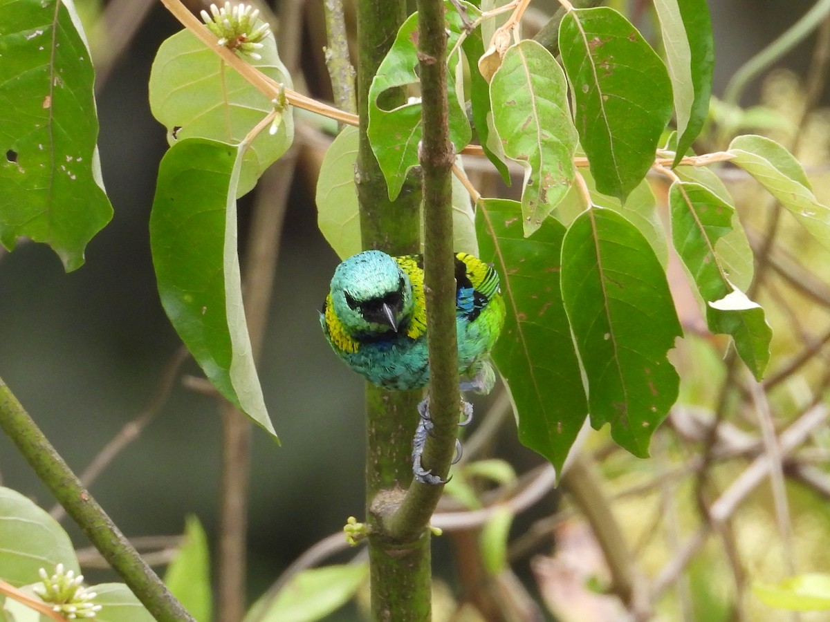 Green-headed Tanager - ML642299375
