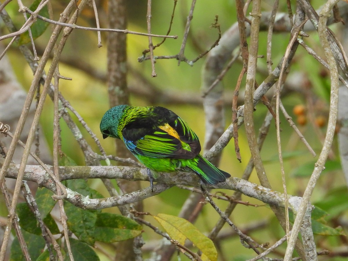Green-headed Tanager - ML642299376