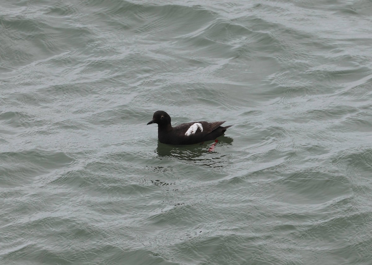 Pigeon Guillemot - ML642299377