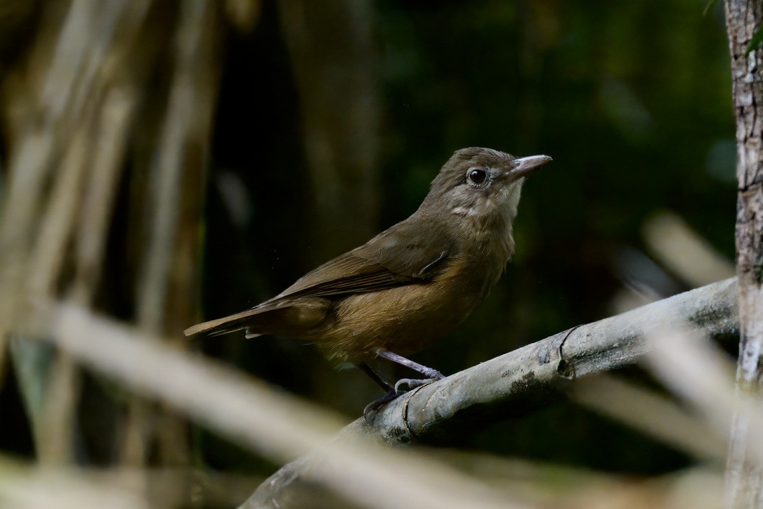 Rufous Shrikethrush - ML642299378