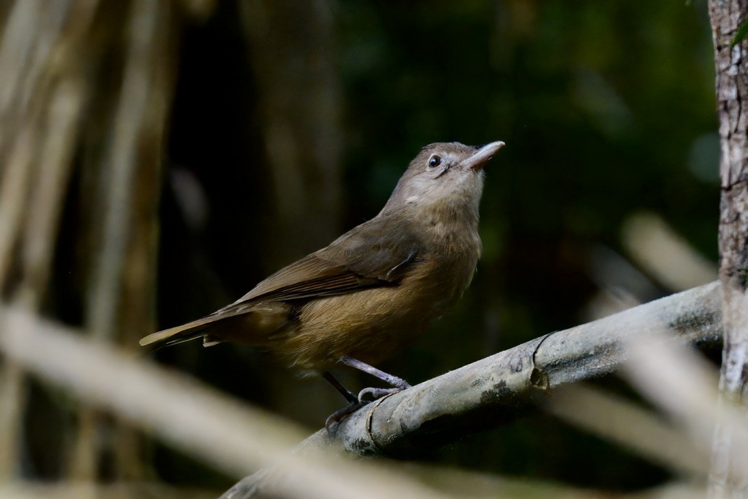 Rufous Shrikethrush - ML642299380