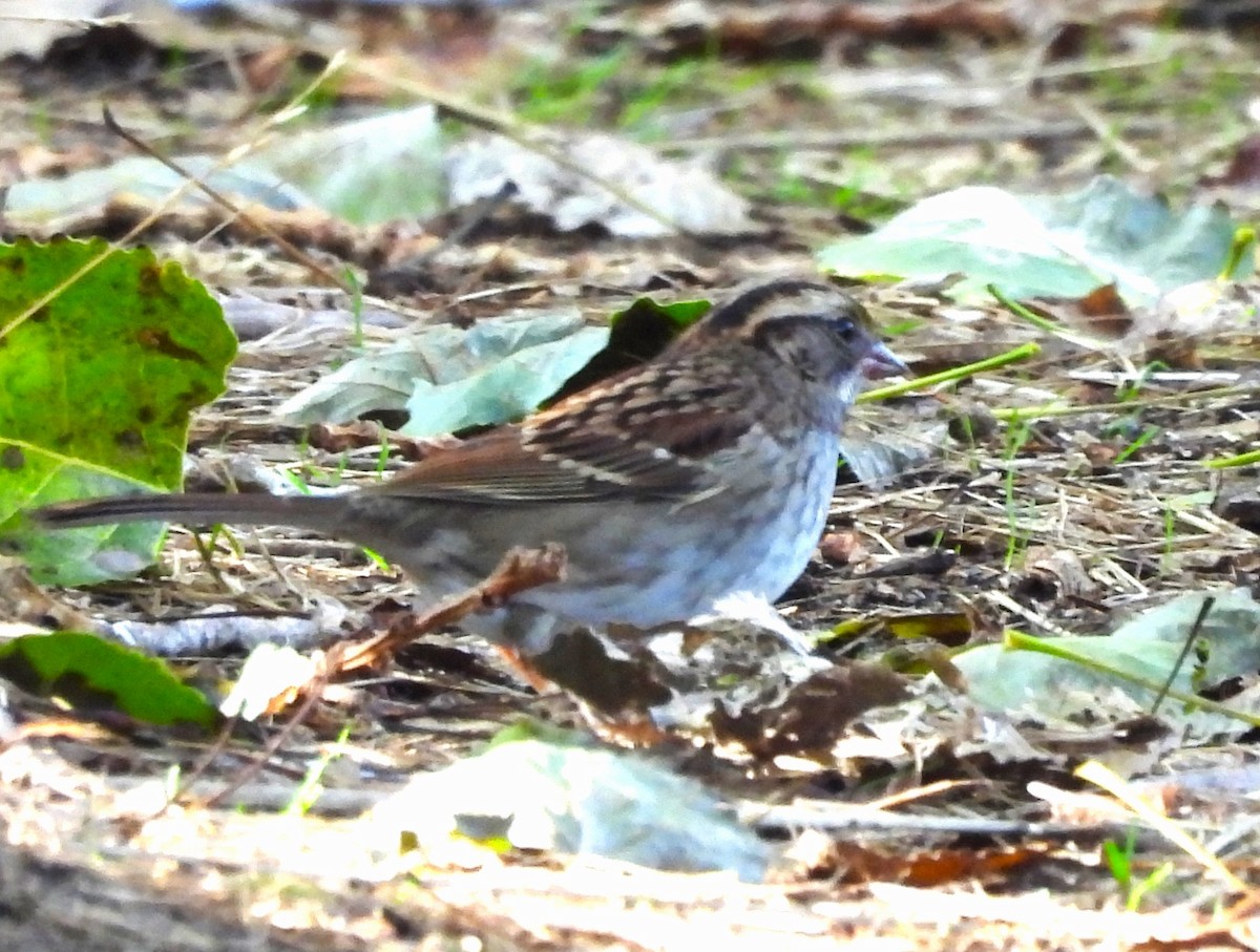 White-throated Sparrow - ML642299381