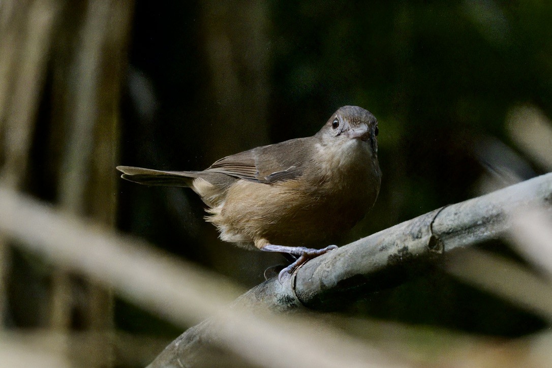 Rufous Shrikethrush - ML642299382