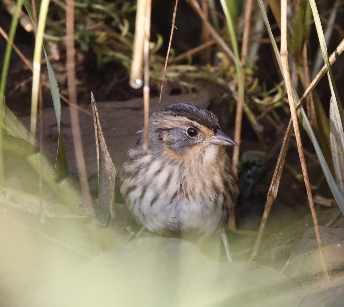 Saltmarsh Sparrow - ML642299384