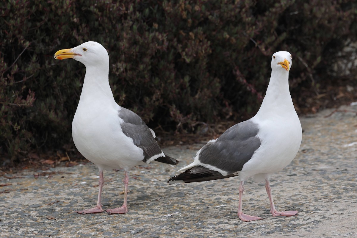 Western Gull - ML642299386