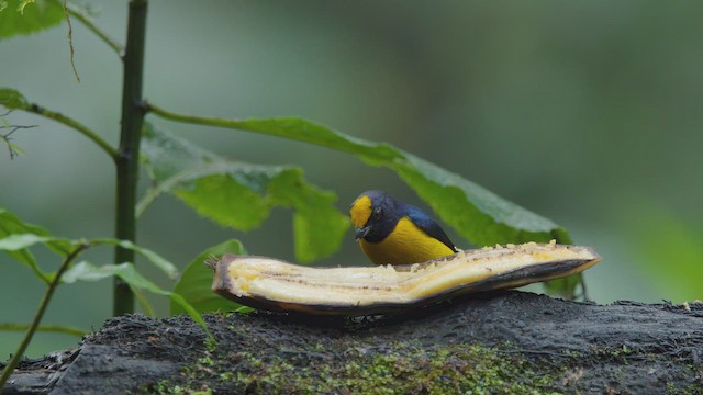 Orange-bellied Euphonia - ML642299387